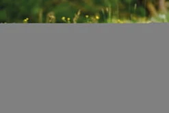 Nici 48605 Alpaka Chic Paka 25cm Stehend Plüsch Kuscheltier GREEN -Nici 48607 14 48603 48605 48609 Milieu 2048x1366